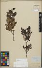 Foto von Salix myrsinifolia Salisb. x Salix phylicifolia L.